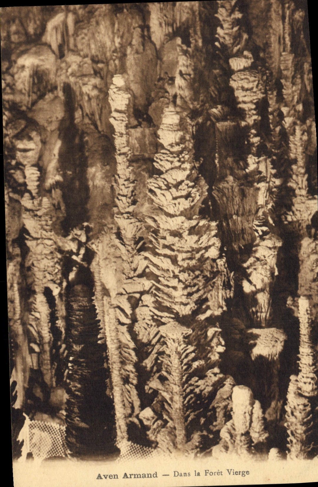 CPA Grotte Grottes L'Aven Armand Dans la foret vierge