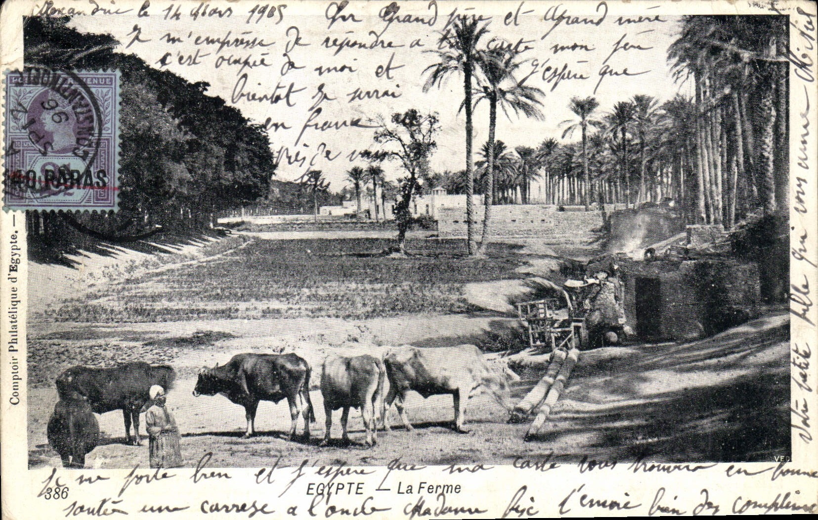 CPA Egypt Egypte La ferme Vaches