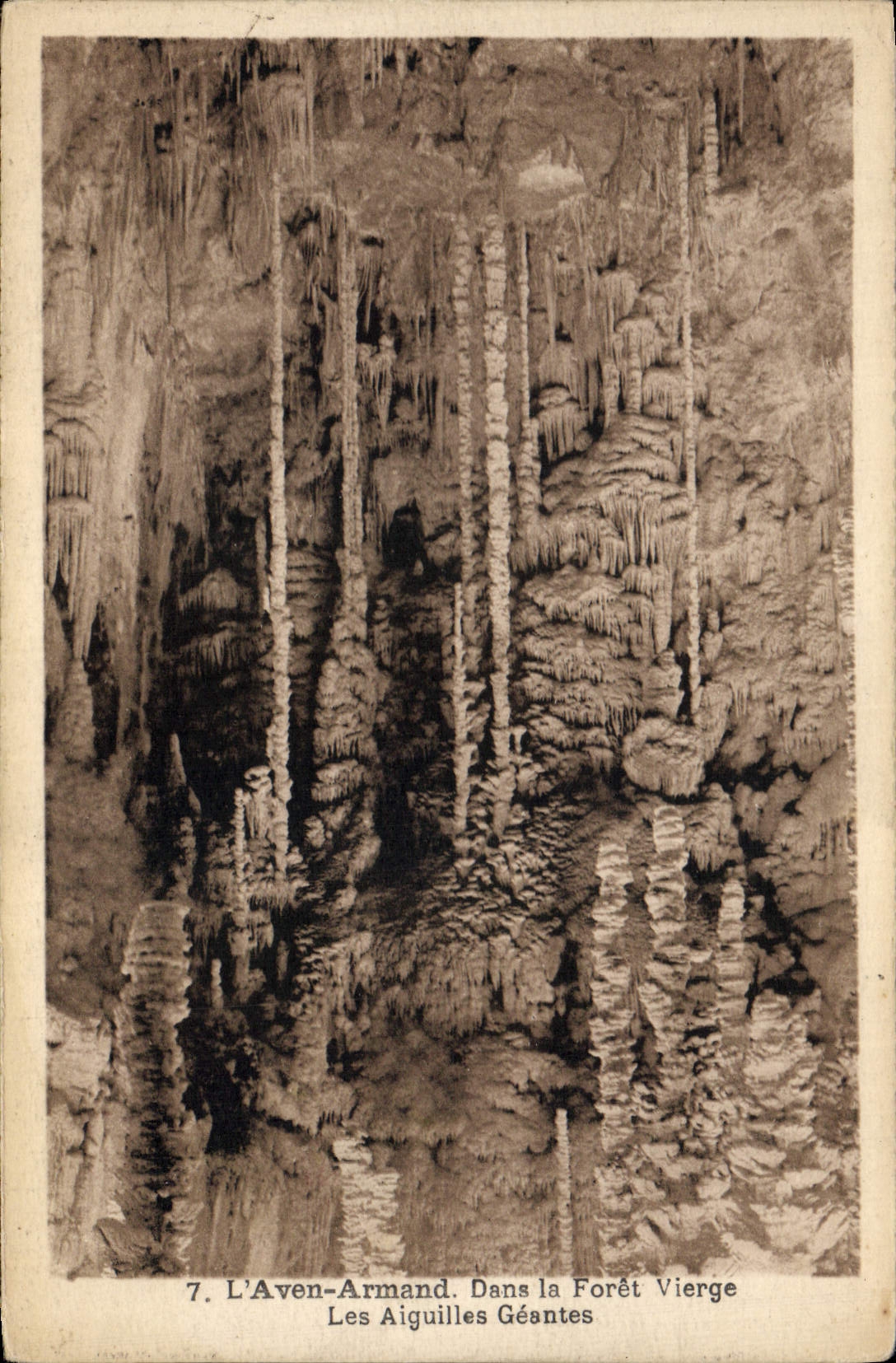 CPA L'Aven Armand Dans la foret vierge Les Aiguilles Geantes 