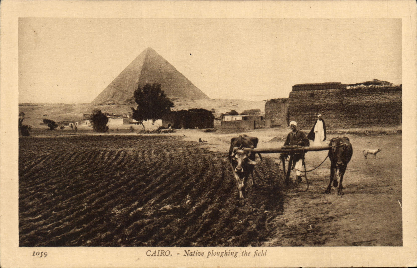 CPA Egypt Egypte Cairo Native ploughing the field