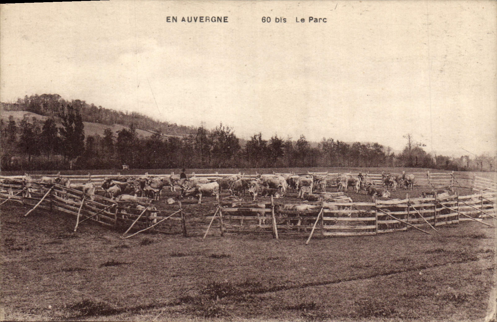 CPA Folklore Auvergne Le parc Vaches