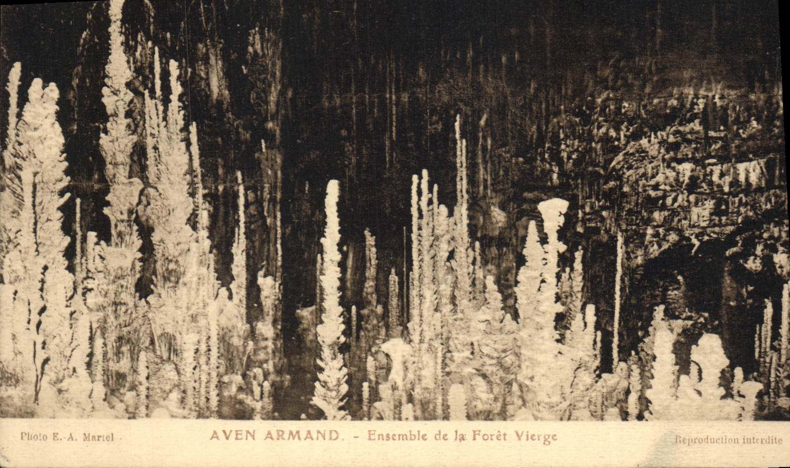 CPA Grotte Grottes Aven Armand Ensemble de la foret vierge