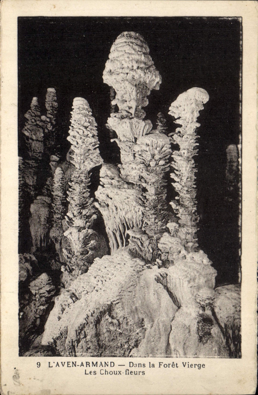 CPA Grotte Grottes L'Aven Armand Dans la foret vierge Les choux fleurs