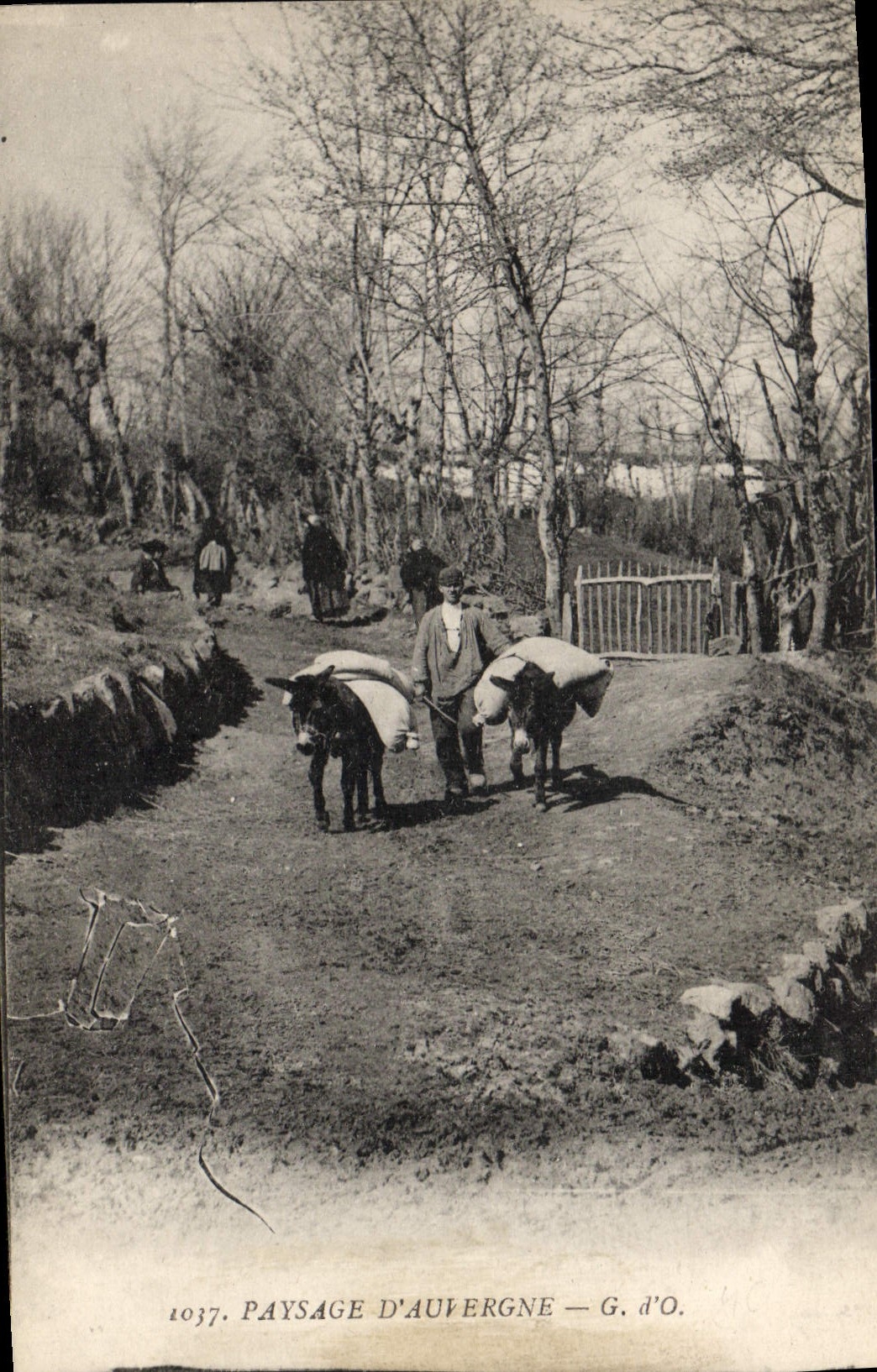 CPA Folklore Paysage d'Auvergne Ane Mule