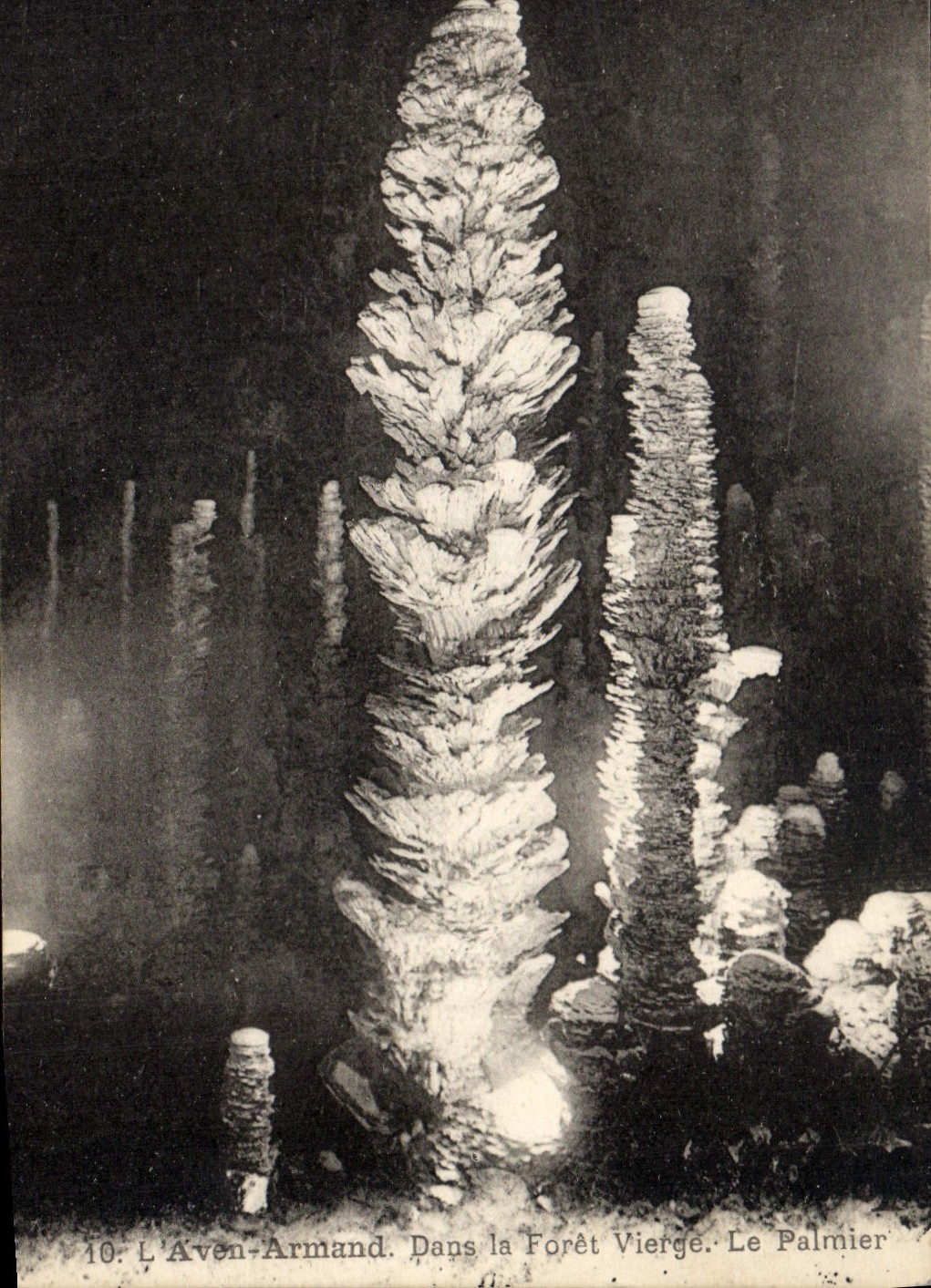 CPA Grotte Grottes L'Aven Armand Dans la foret vierge Le palmier