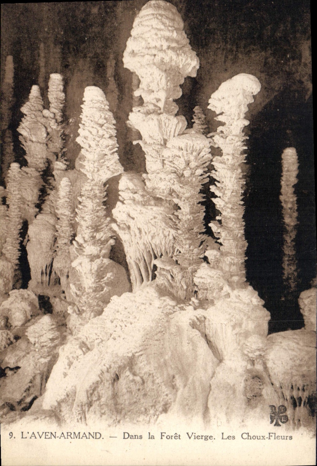 CPA l'Aven Armand dans la foret Vierge Les choux fleurs