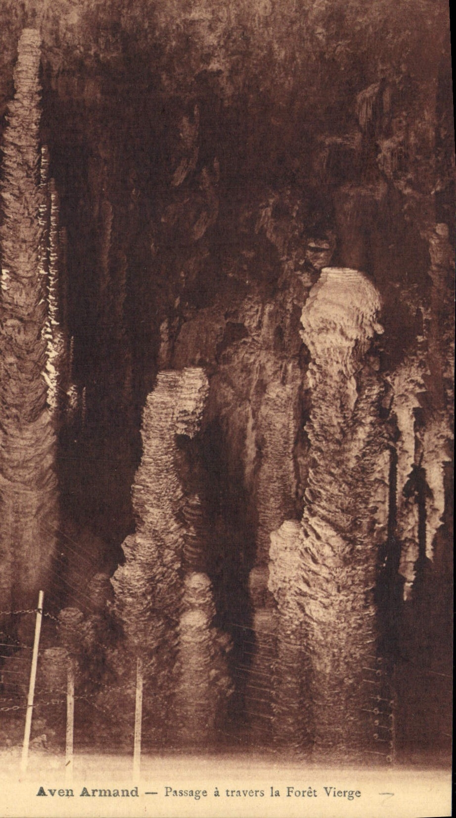 CPA Aven Armand Passage a travers la Foret Vierge 