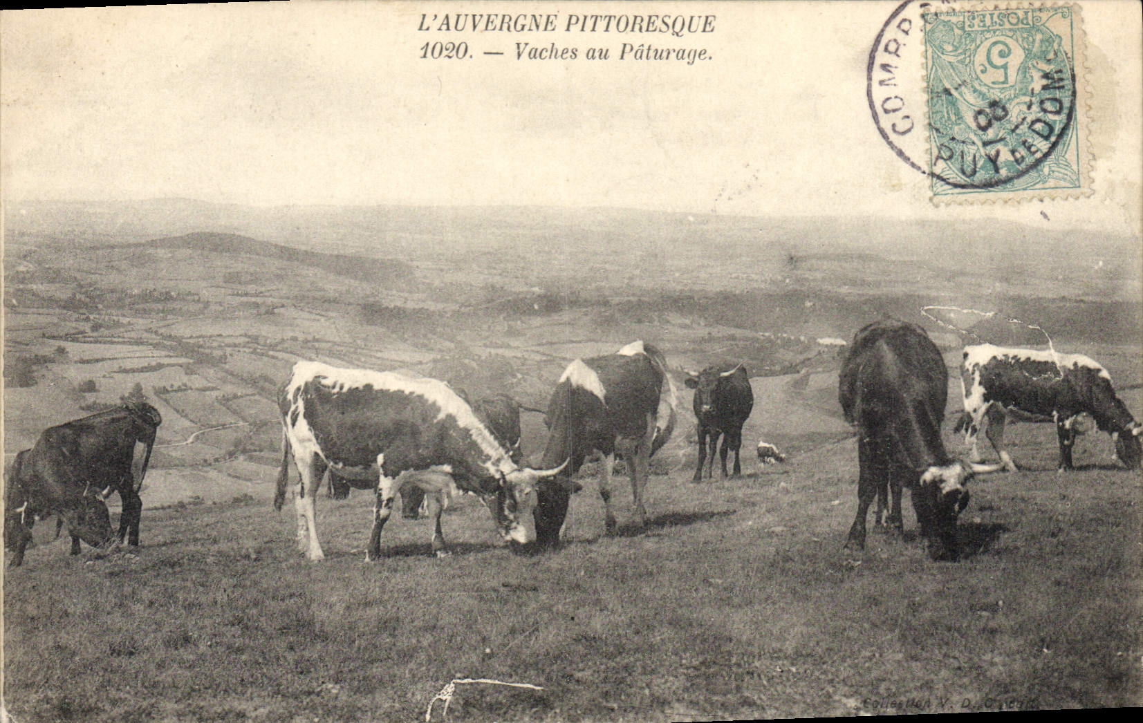 CPA Folklore L'AUVERGNE PITTORESQUE- Vaches au Pâturage