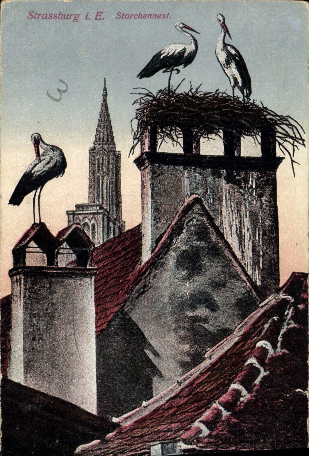 CPA Strassburg E Storchennest Cigognes