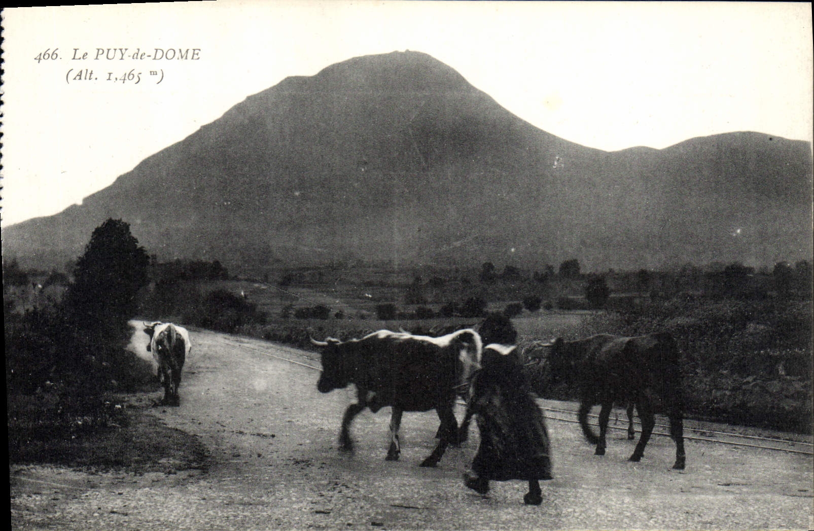 CPA Le Puy de Dome Vache