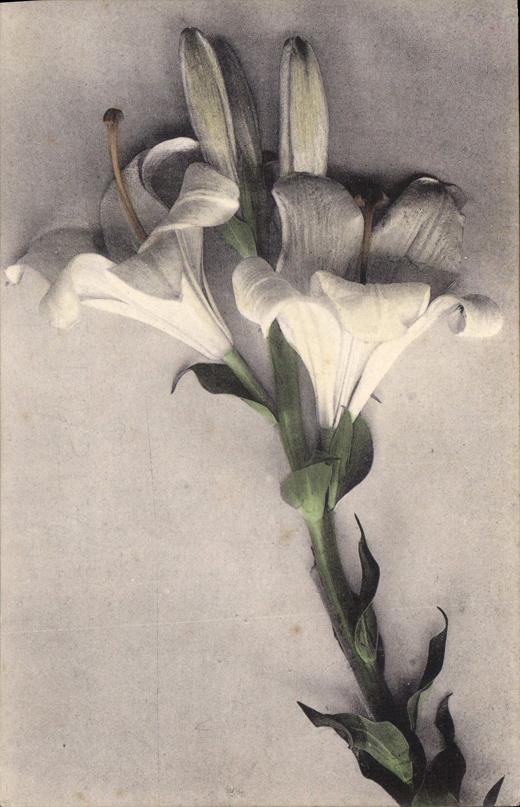 CPA Fantaisie Fleurs