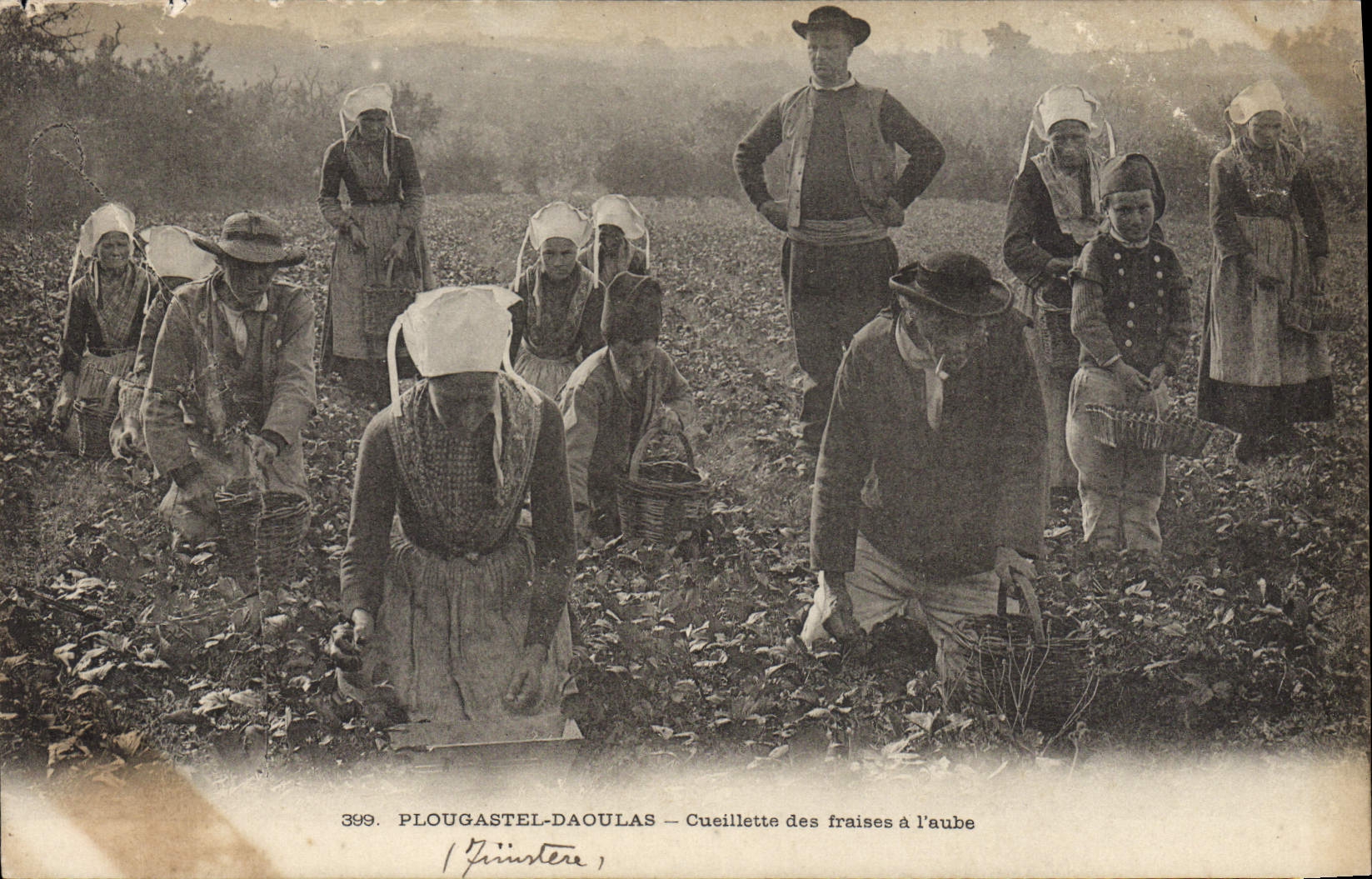 CPA Plougastel Daoulas Cueillette des Fraises a l'Aube