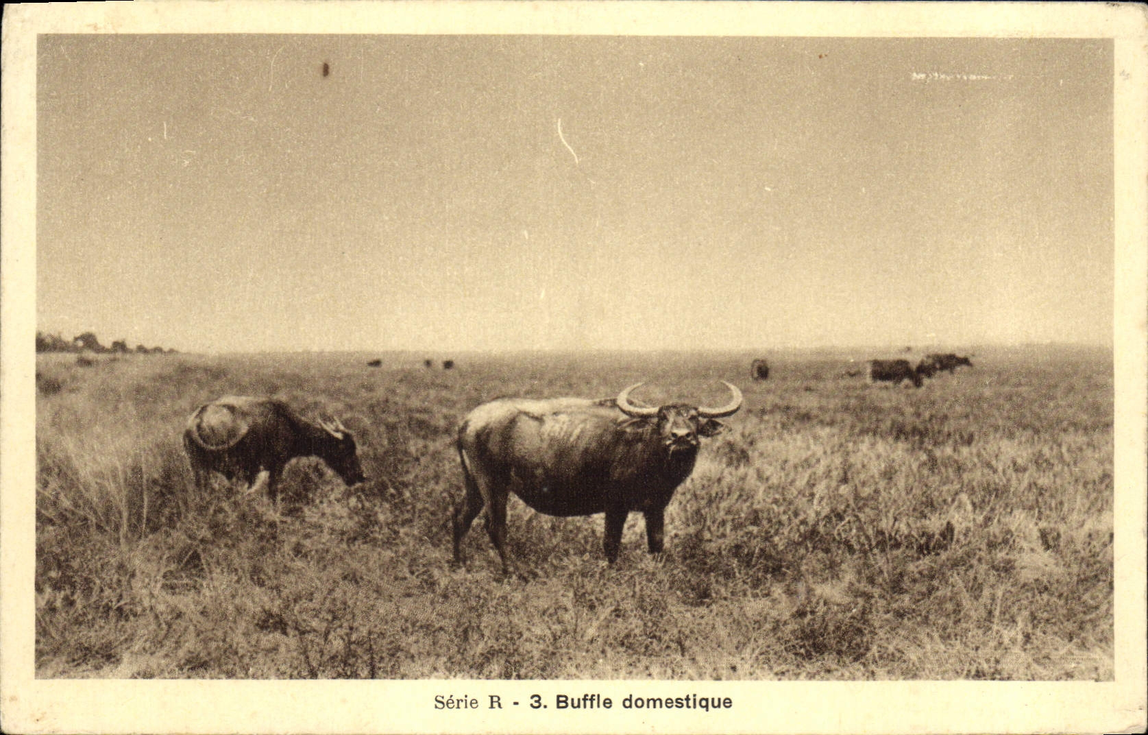 CPA Buffle Domestique 
