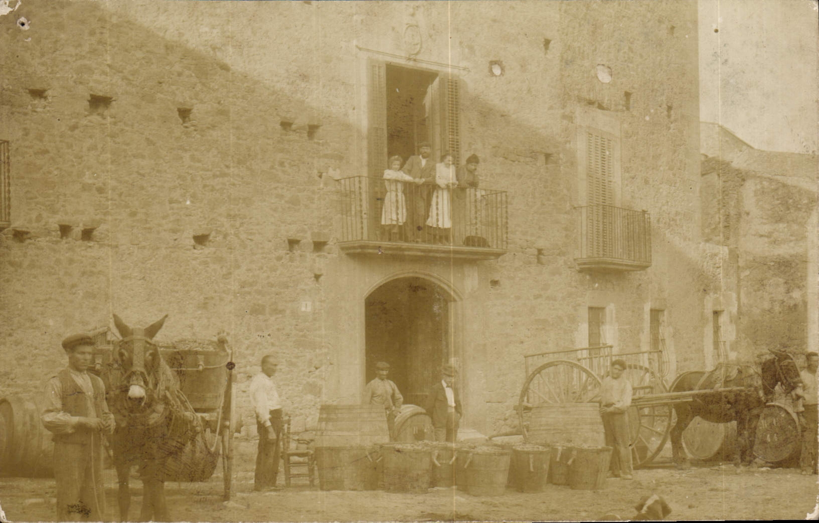 CARTE PHOTO Ferme Attelage Ane Mule
