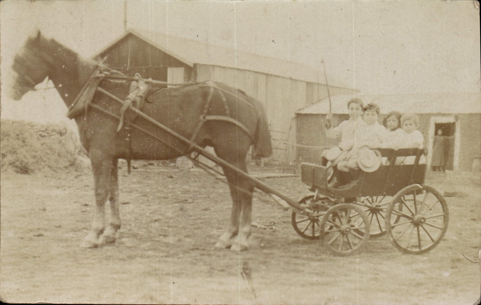 CARTE PHOTO Enfants Caleche Cheval