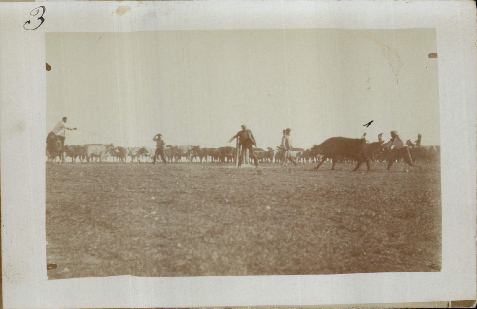 CARTE PHOTO Troupeau
