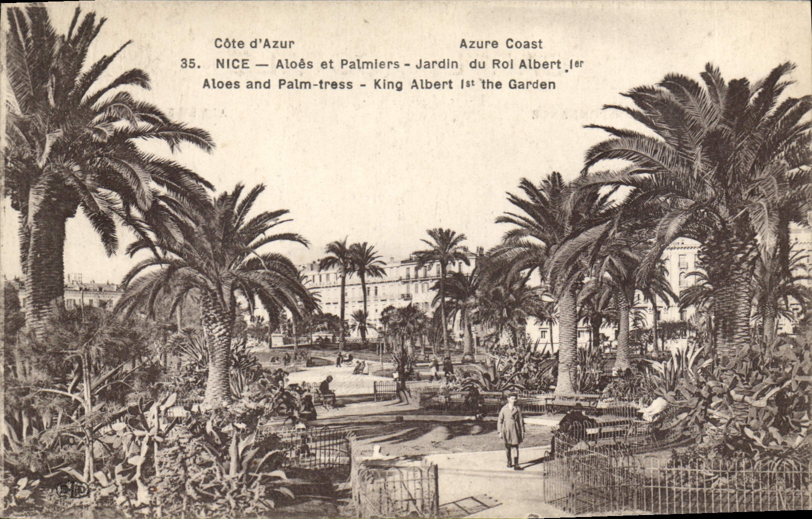 CPA Nice Cote d'Azur Aloes et Palmiers Jardin du Roi Albert 1er