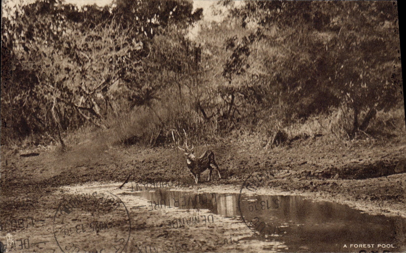 CPA A Forest Pool Cerf