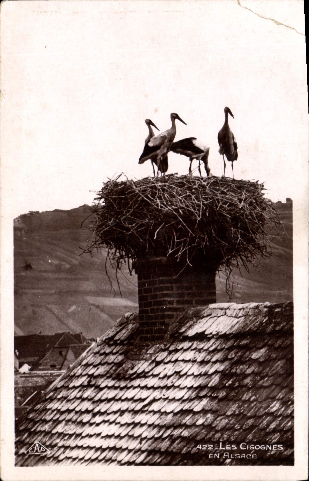 CPA Les Cigognes en Alsace