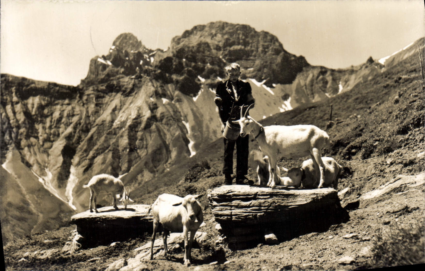 CPM Bei Kandersteg Idyll auf Allmenalp Gross und klein Lohner Chevres Chevre