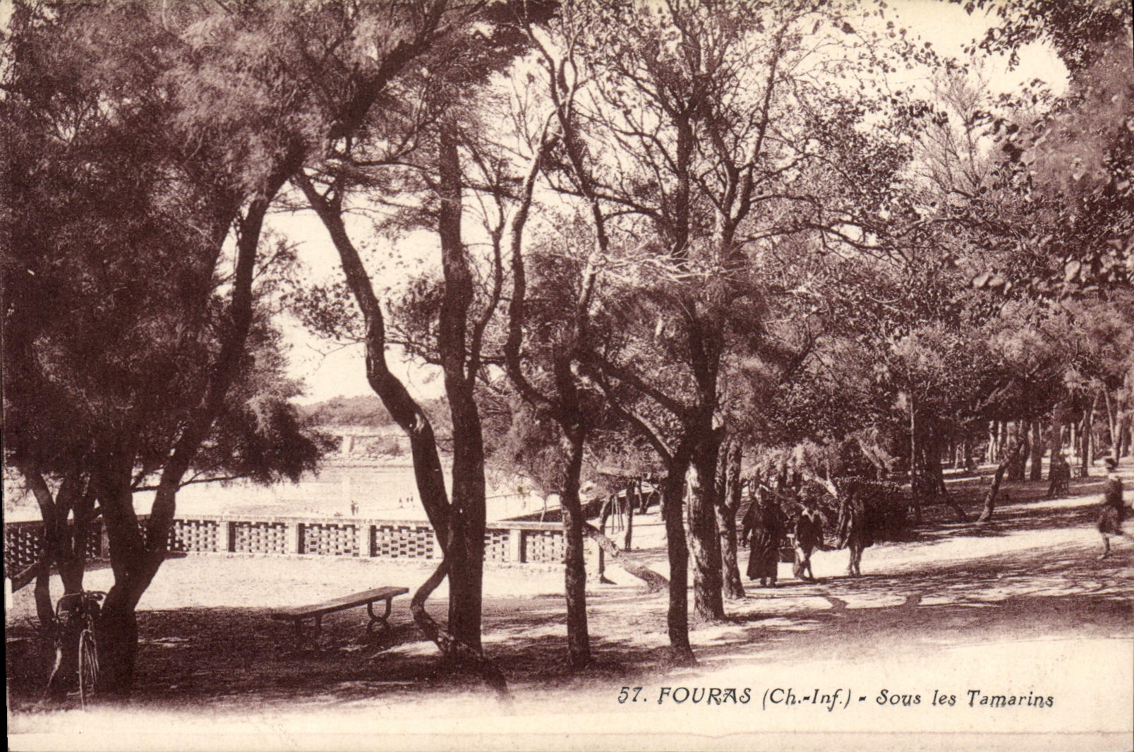 CPA Fouras Sous les Tamarins 