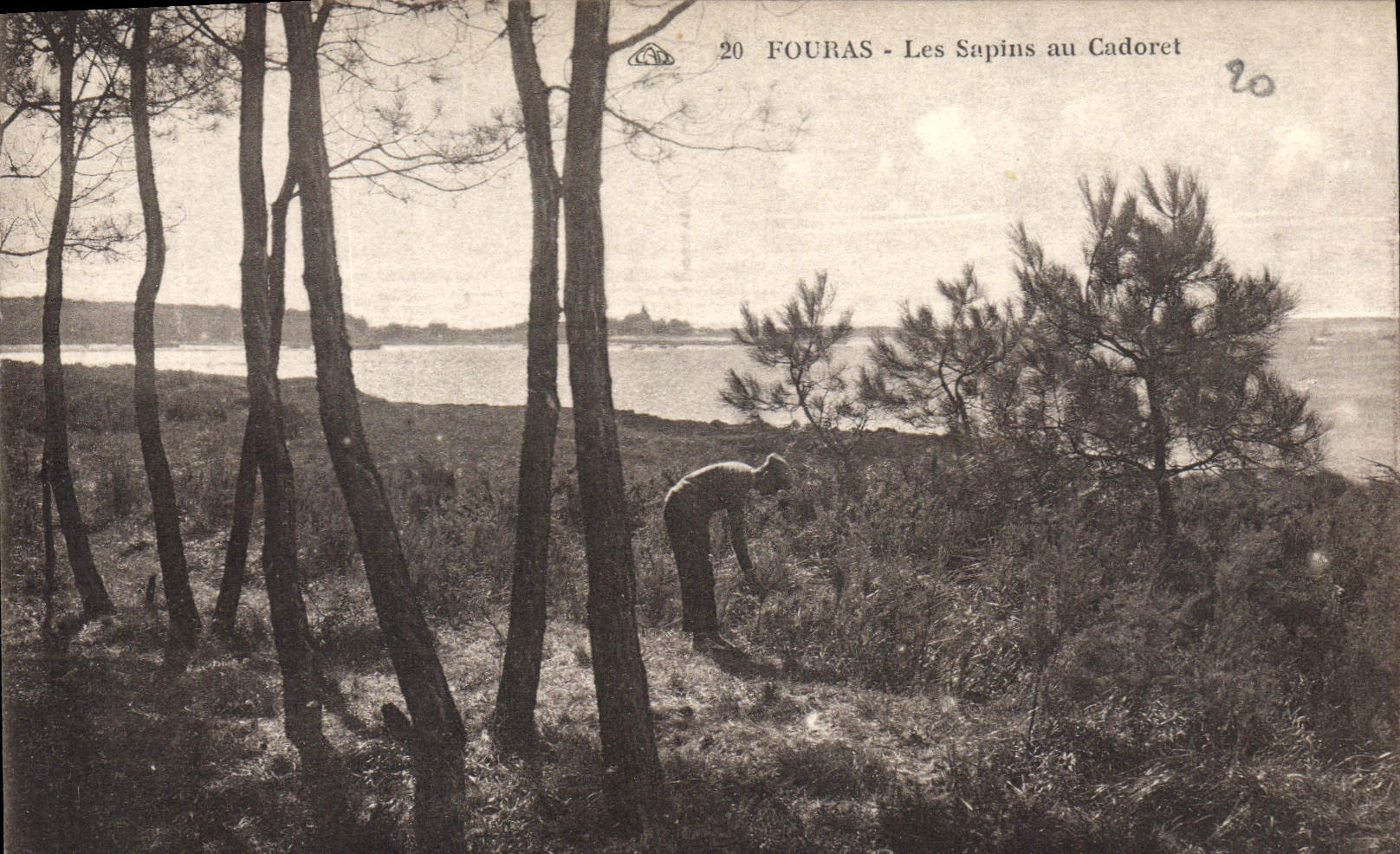 CPA Fouras Les Sapins au Cadoret 