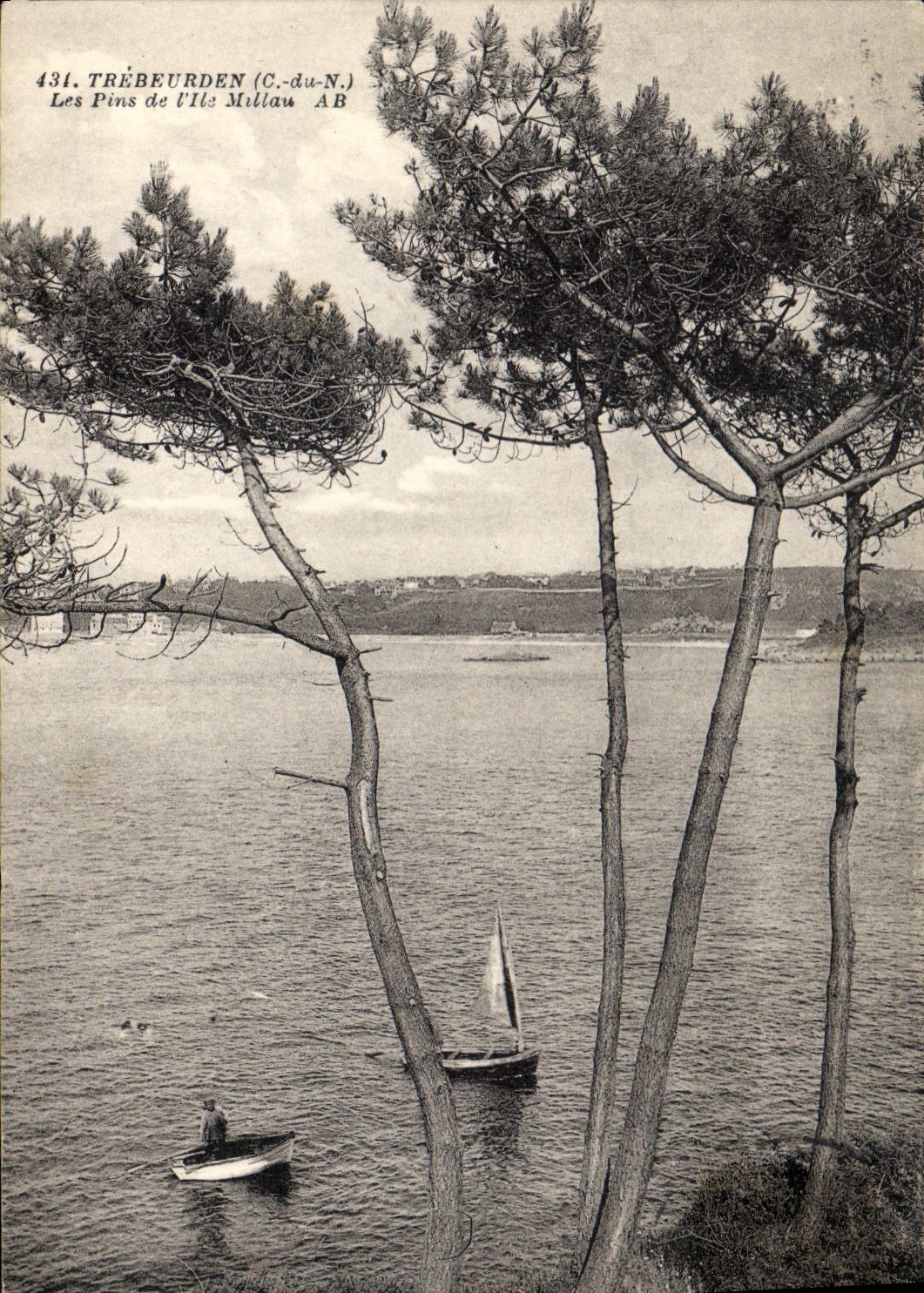 CPA Trebeurden Les pins de l'Ile Millau