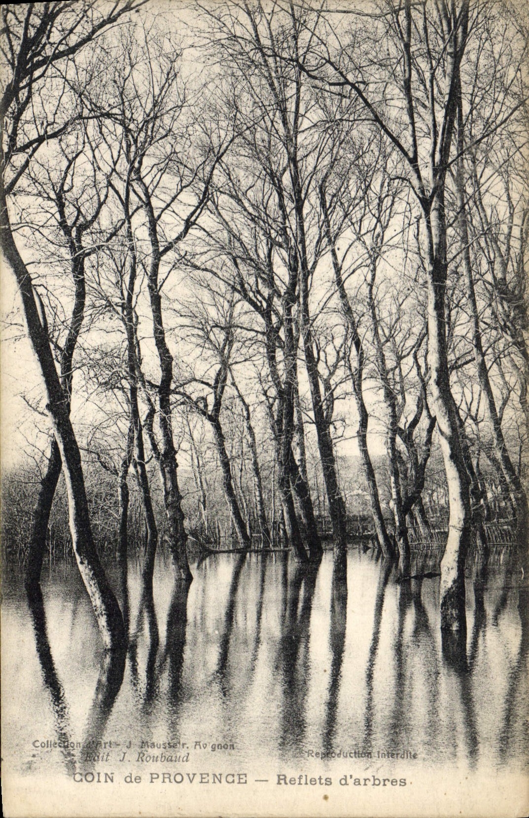 CPA Coin de Provence Reflets d'arbres