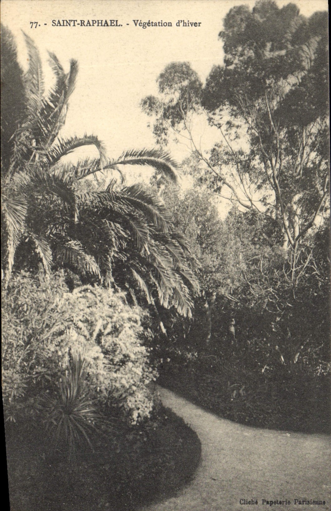 CPA Saint Raphael Vegetation d'hiver