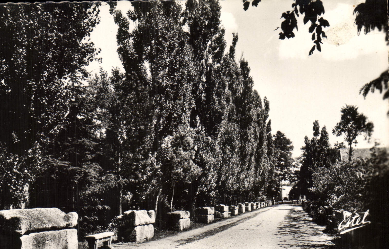 CPM Arles Les Alyscamps Allee des Tombeaux 