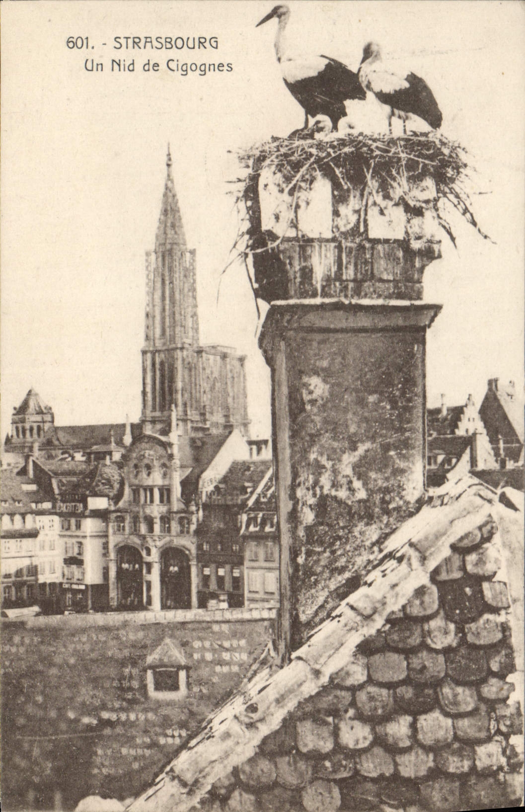 CPA STRASBOURG Un Nid de Cigognes