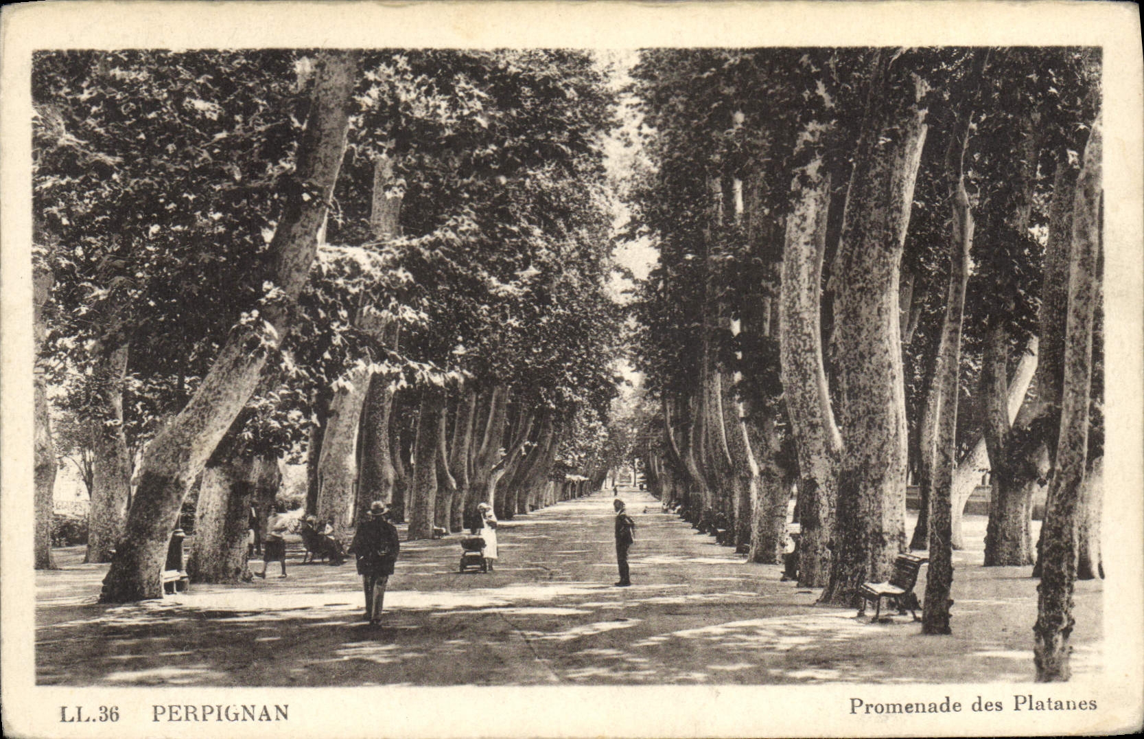 CPA Perpignan Promenade des Platanes