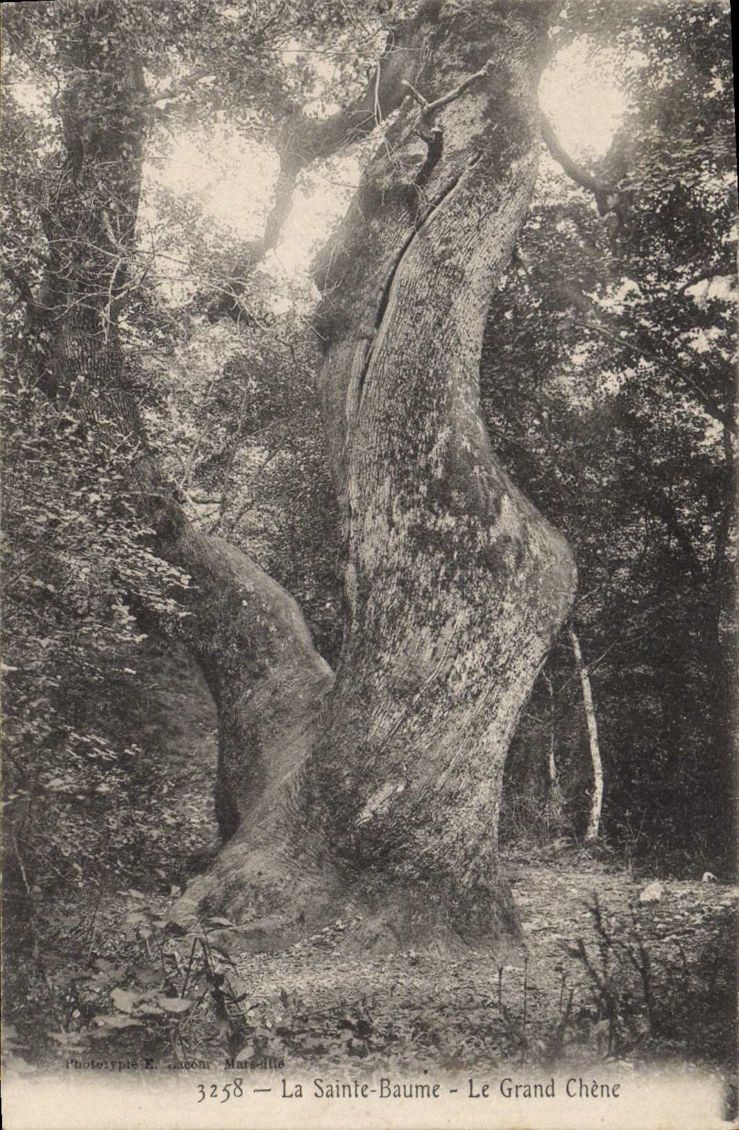 CPA La Sainte Baume Le Grand Chene