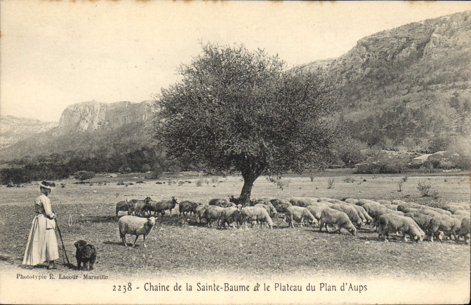 CPA Chaine de la La Sainte Baume et le Plateau du Plan d'Aups Moutons Femme