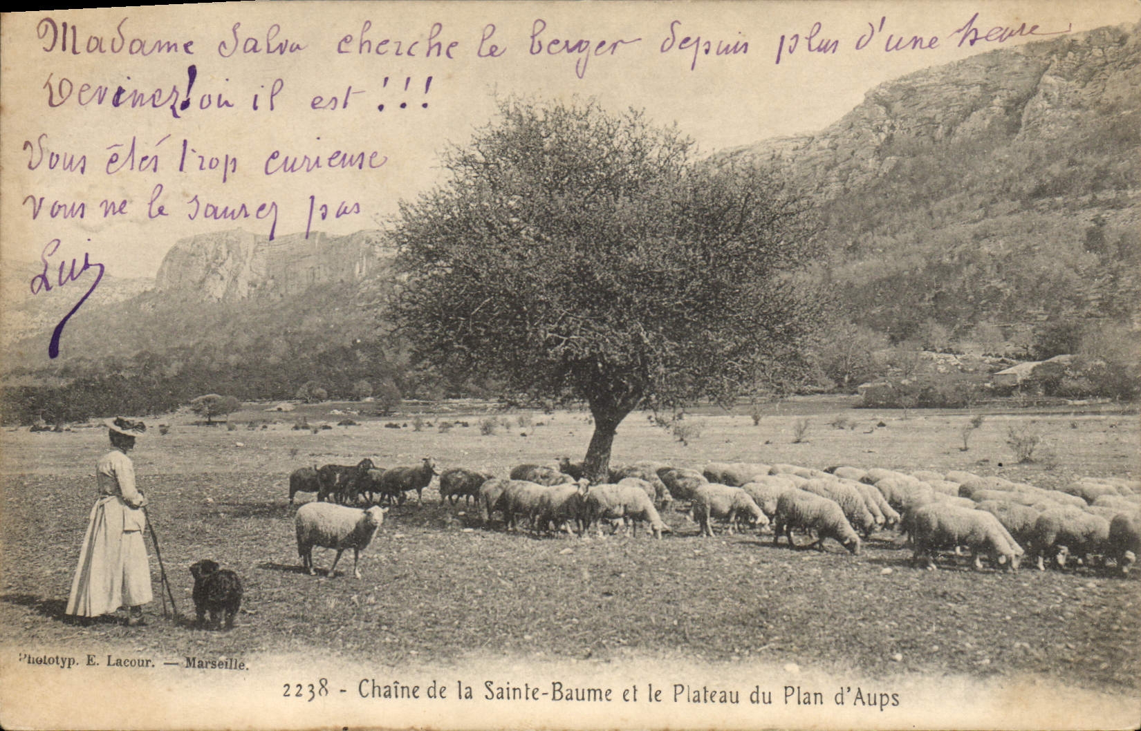 CPA Chaine de la La Sainte Baume et le Plateau du Plan d'Aups Moutons Femme