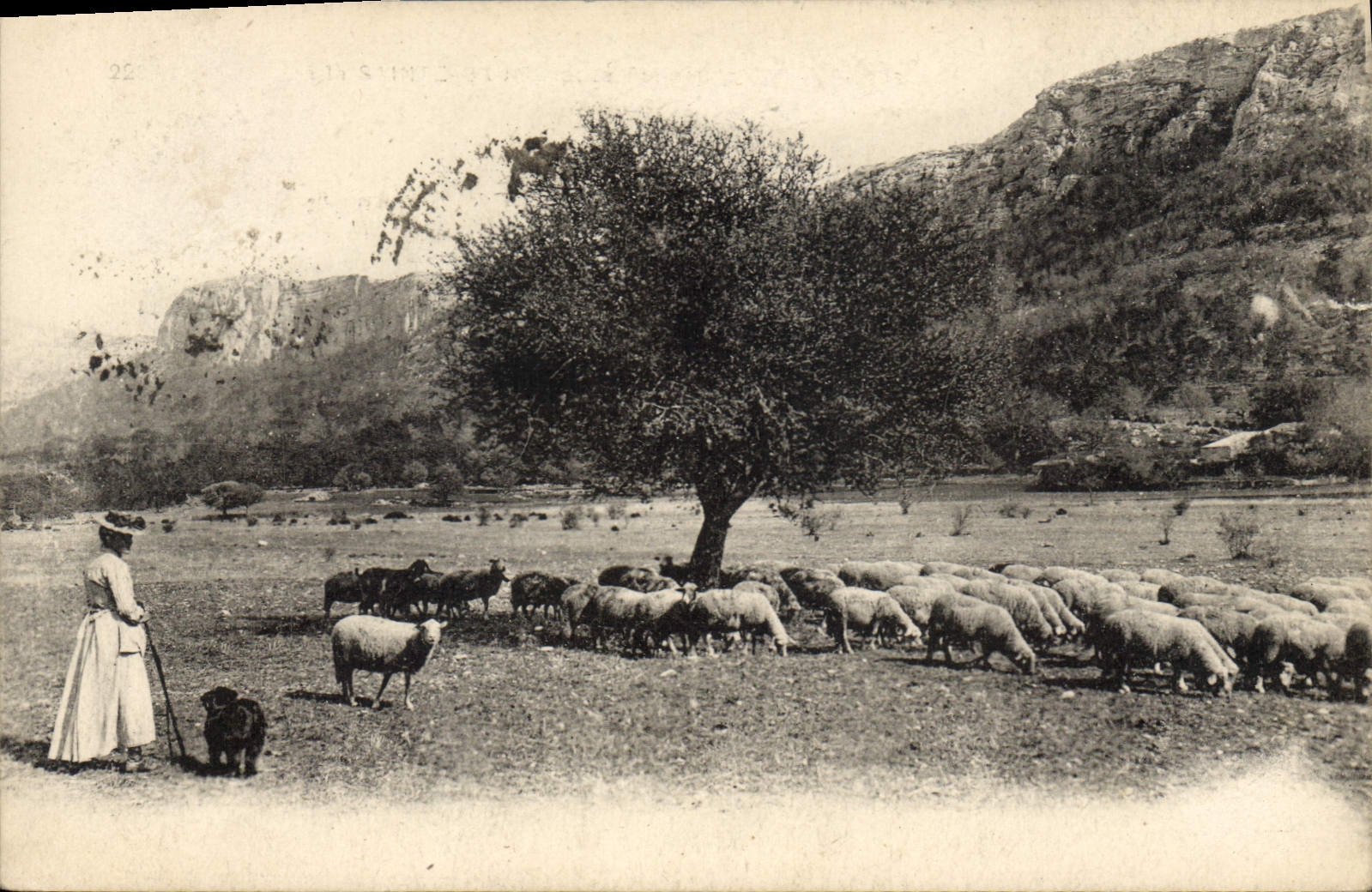 CPA Chaine de la La Sainte Baume et le Plateau du Plan d'Aups Moutons Femme