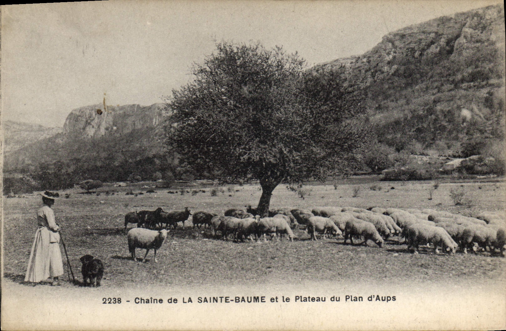 CPA Chaine de La Sainte Baume et le Plateau du Plan d'Aups Femme Moutons