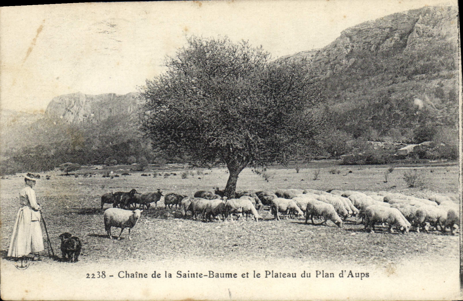 CPA Chaine de La Sainte Baume et le Plateau du Plan d'Aups Femme Moutons