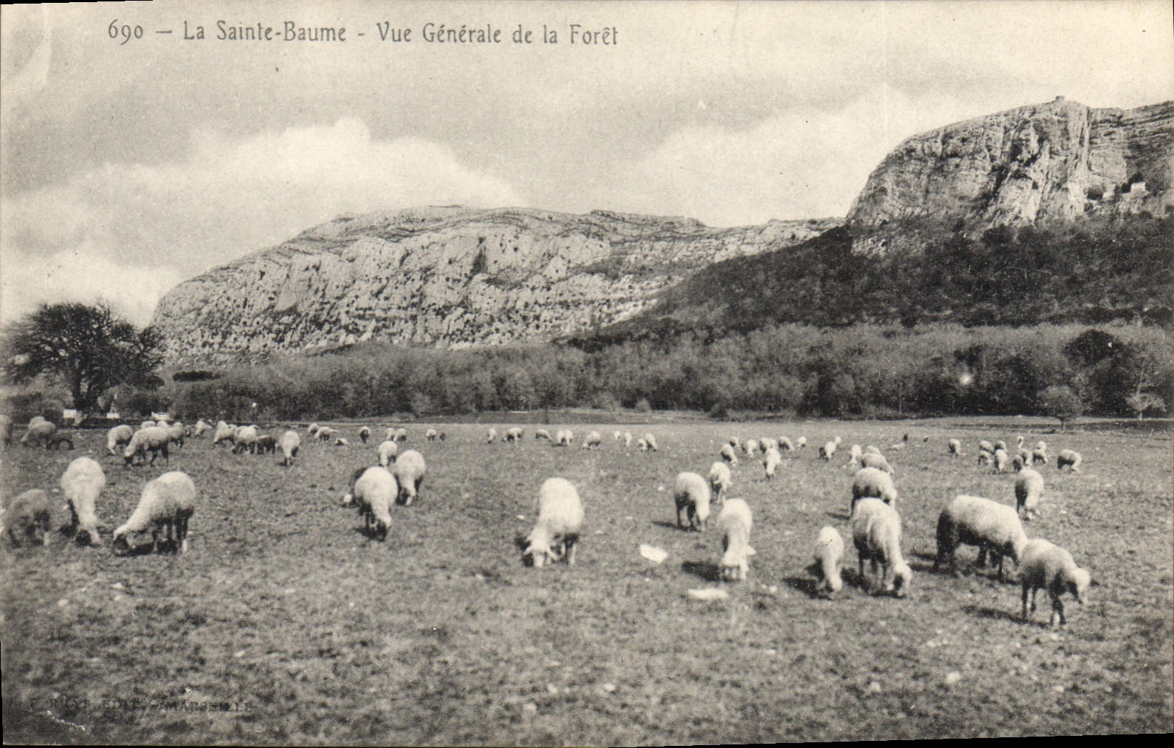 CPA La Sainte Baume Vue generale de la Foret Moutons