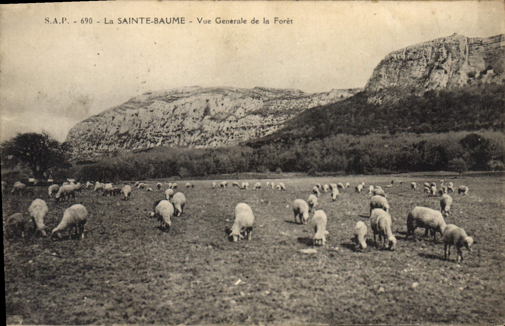CPA La Sainte Baume Vue generale de la Foret Moutons