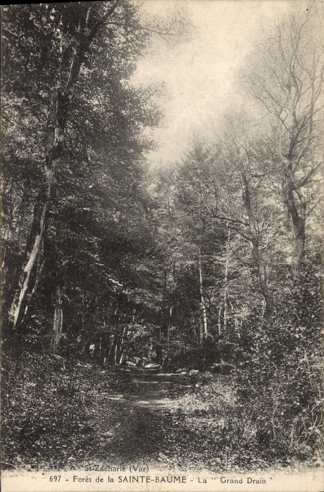 CPA Foret de La Sainte Baume La Grand Draio