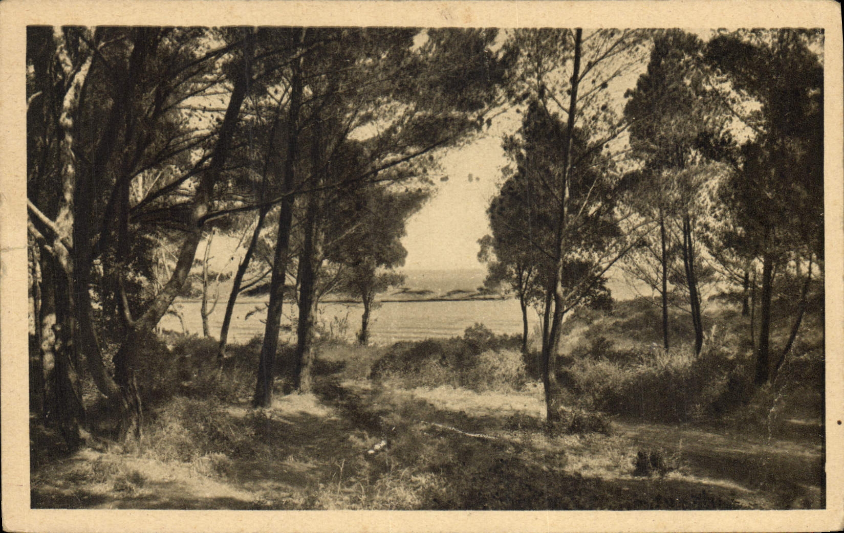 CPA Ile de Porquerolles Un Sous Bois