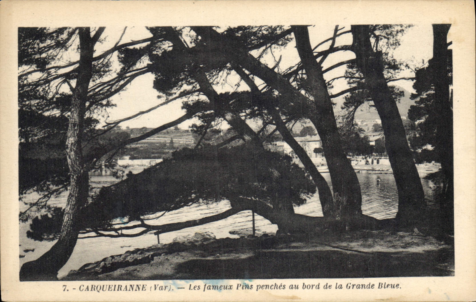 CPA Carqueiranne Var Les fameaux Pins penches au bord de la Grande Bleue 