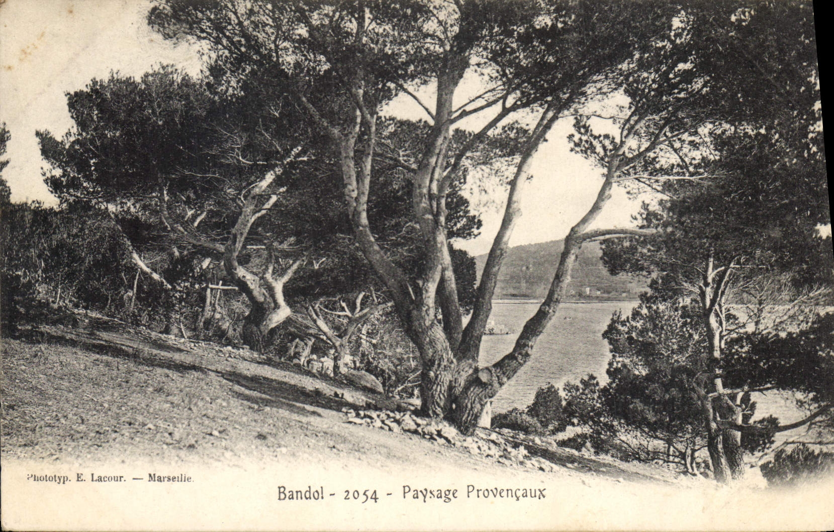 CPA Bandol Paysage Provencaux
