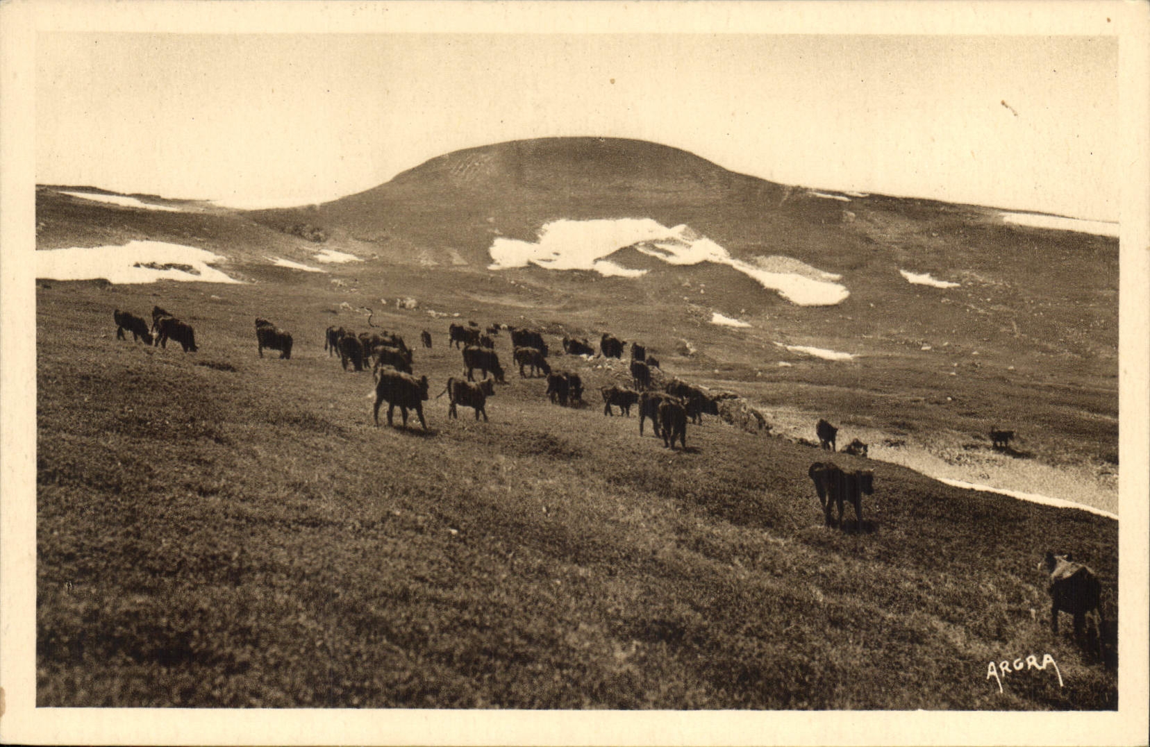 CPA Le Plomb du Cantal Vaches