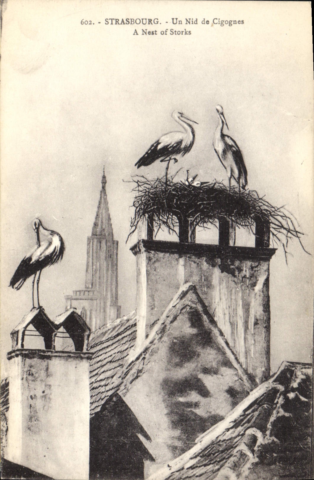 CPA Strasbourg un Nid de Cigognes 