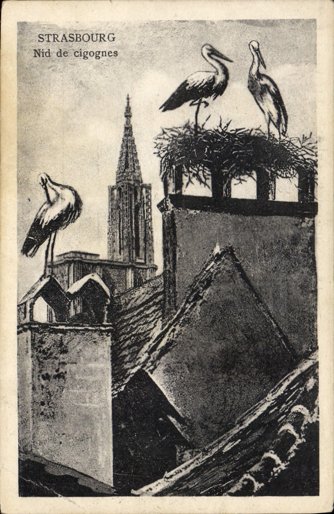 CPA Strasbourg Nid de Cigognes 