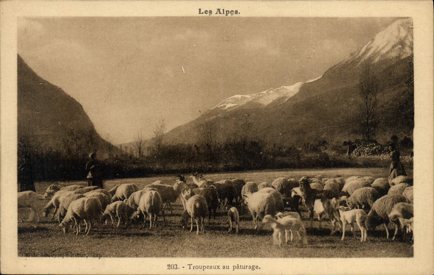 CPA Les Alpes Troupeaux au paturage Chevres Moutons Chevre