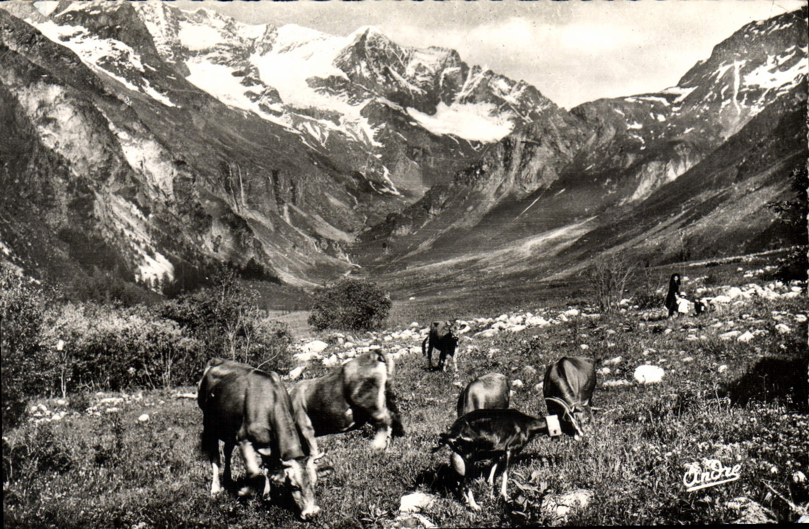 CPA Paysages Alpestres Paturage on haute montagne Vaches