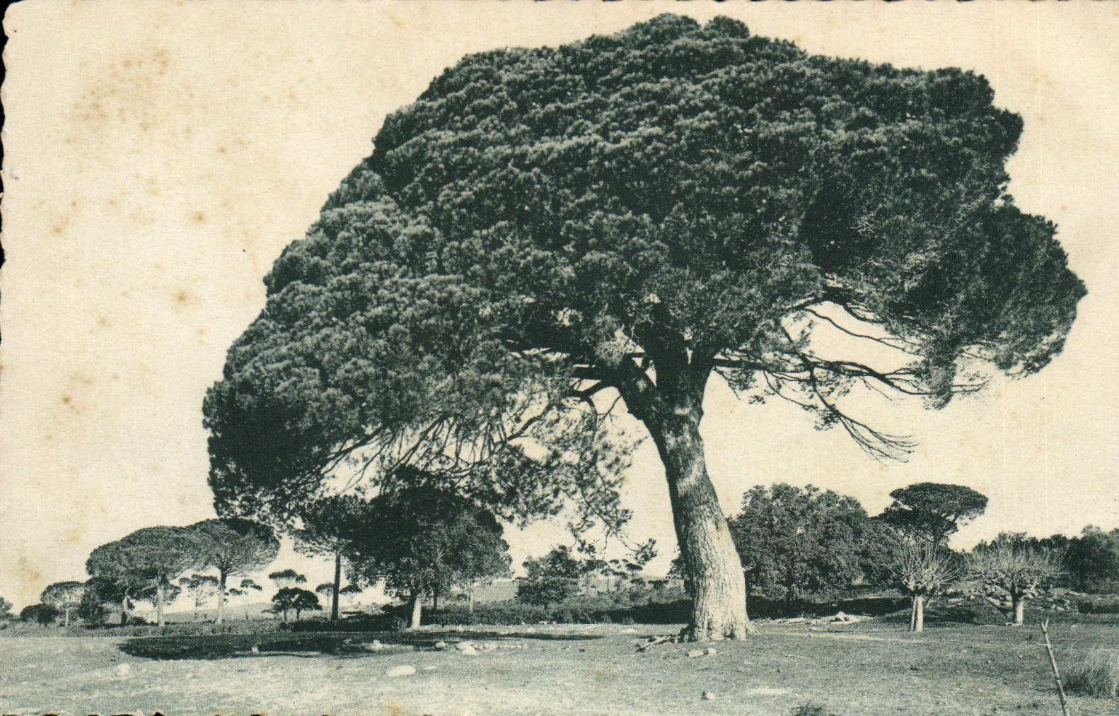 CPA La Cote d'Azur Etude de Pins parasols
